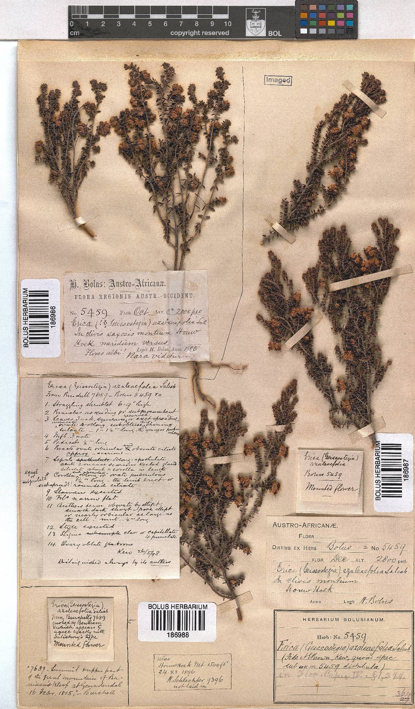 Erica azaleifolia image