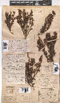 Erica azaleifolia image