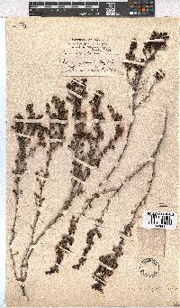 Erica azaleifolia image