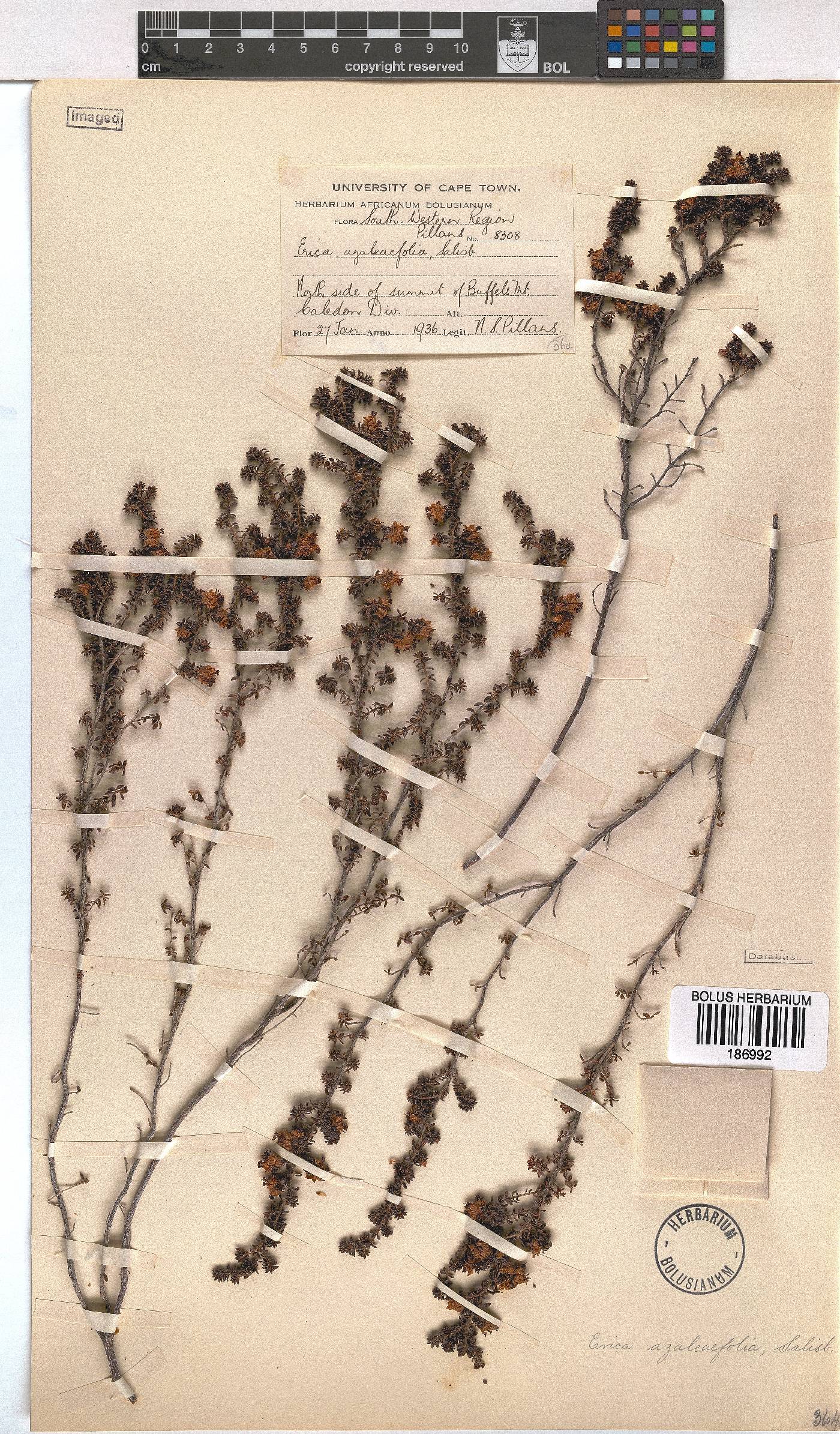 Erica azaleifolia image