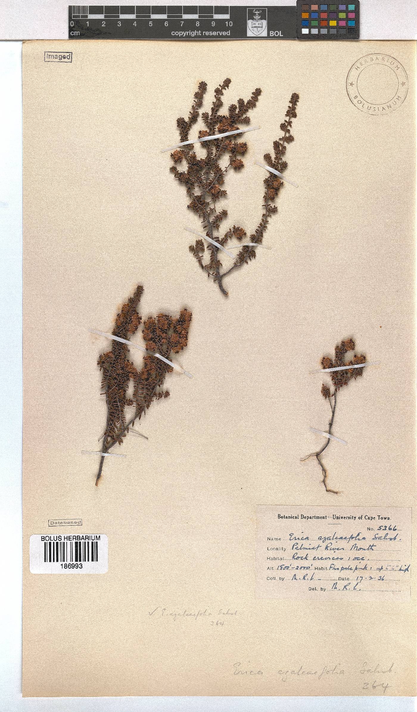 Erica azaleifolia image