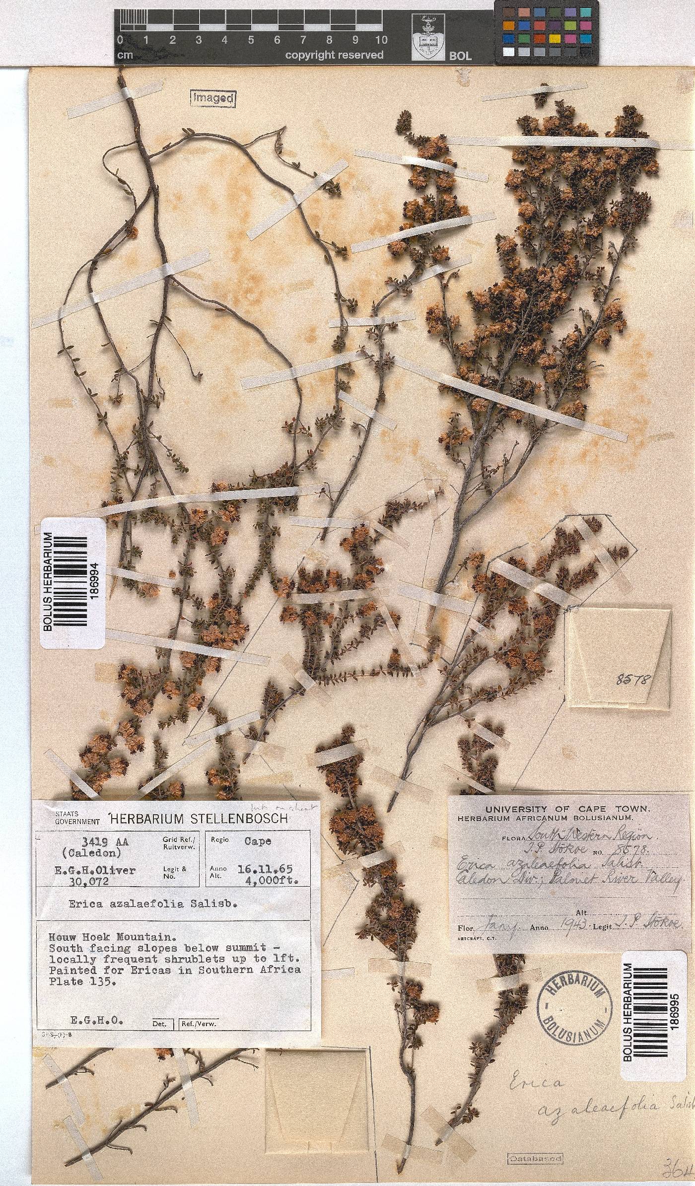 Erica azaleifolia image