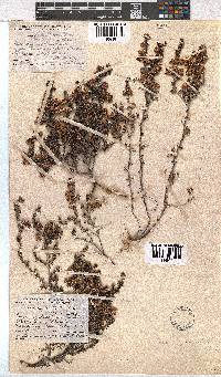 Erica azaleifolia image