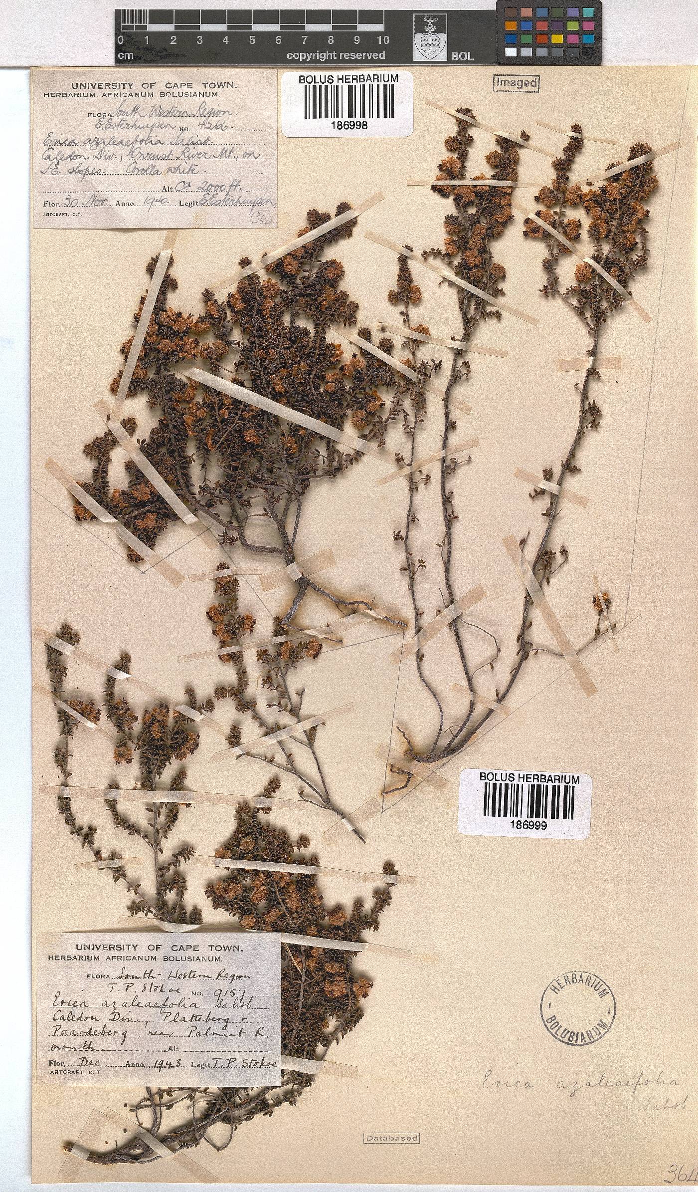 Erica azaleifolia image