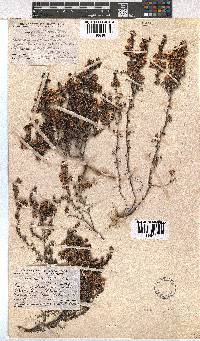 Erica azaleifolia image