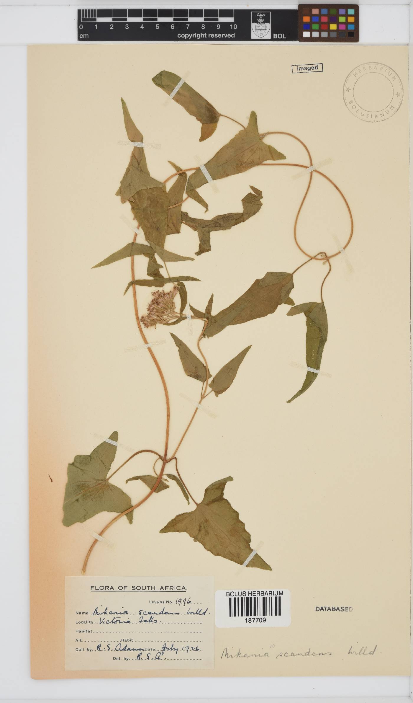 Mikania capensis image