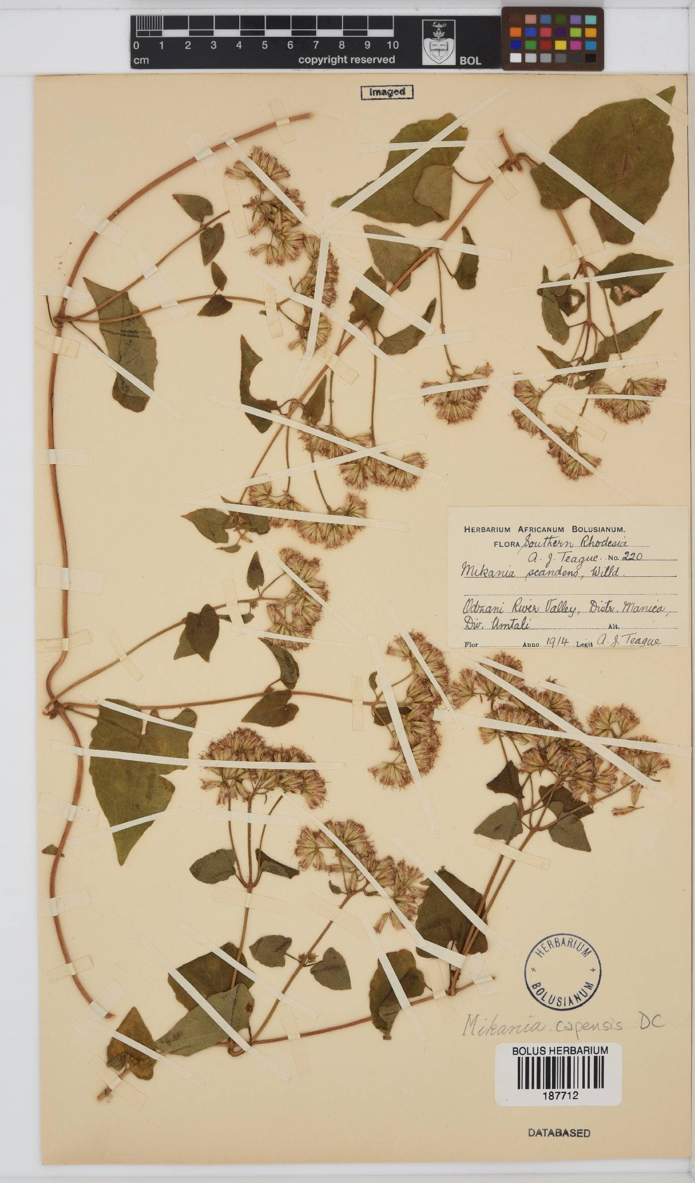 Mikania capensis image