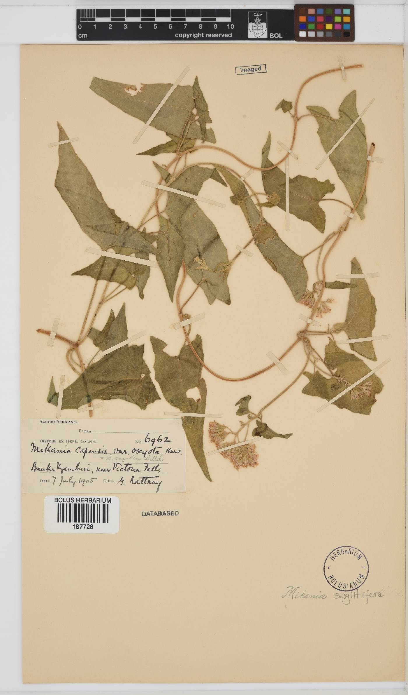 Mikania sagittifera image