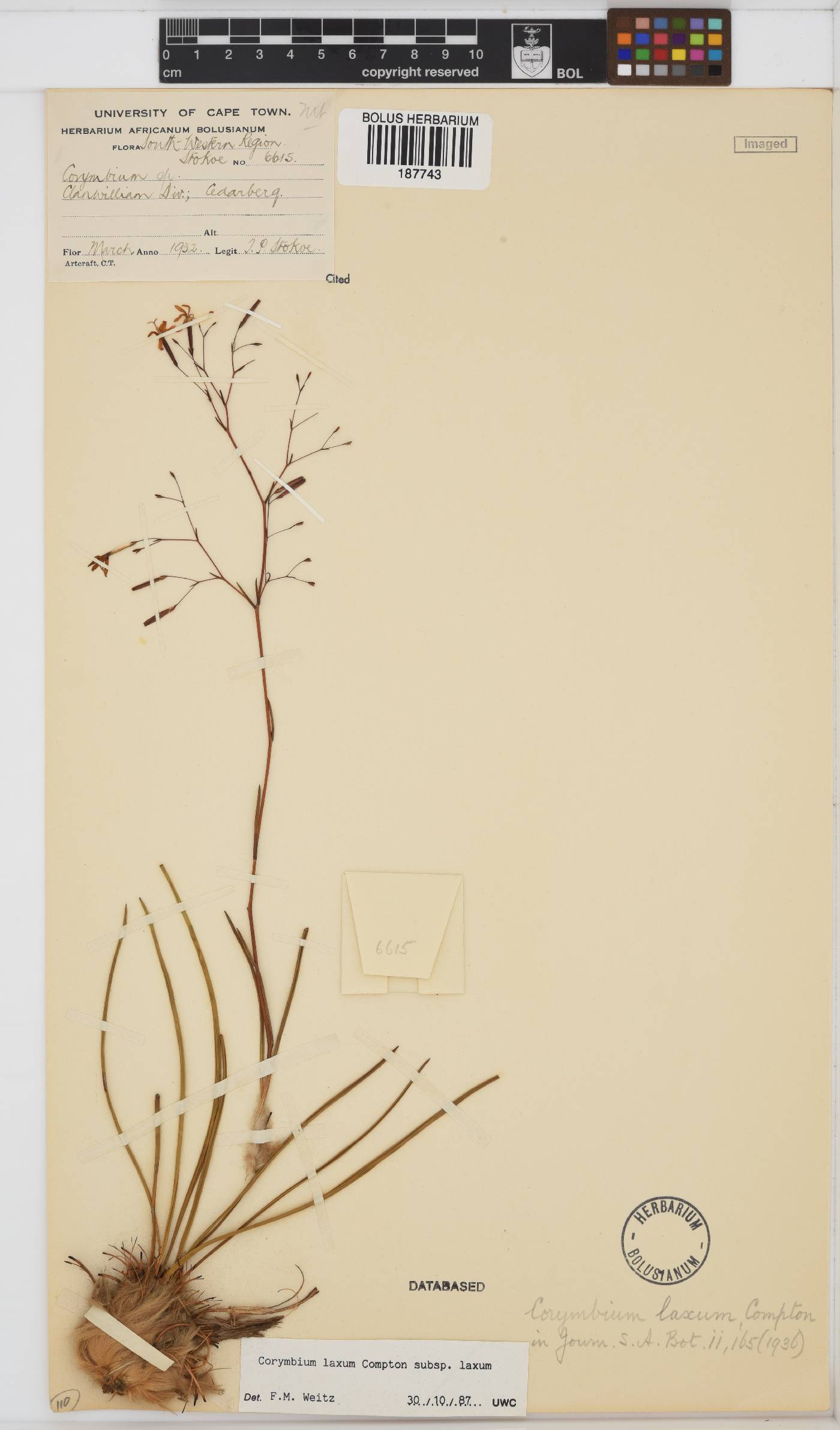 Corymbium laxum subsp. laxum image