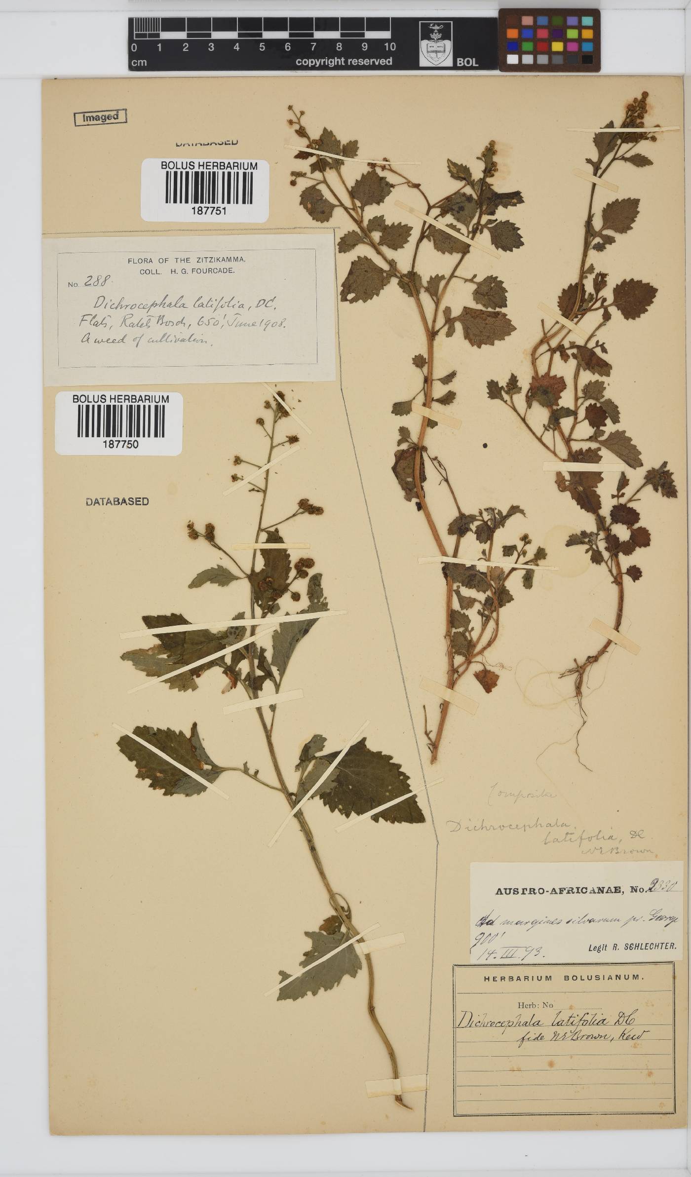 Dichrocephala integrifolia subsp. integrifolia image