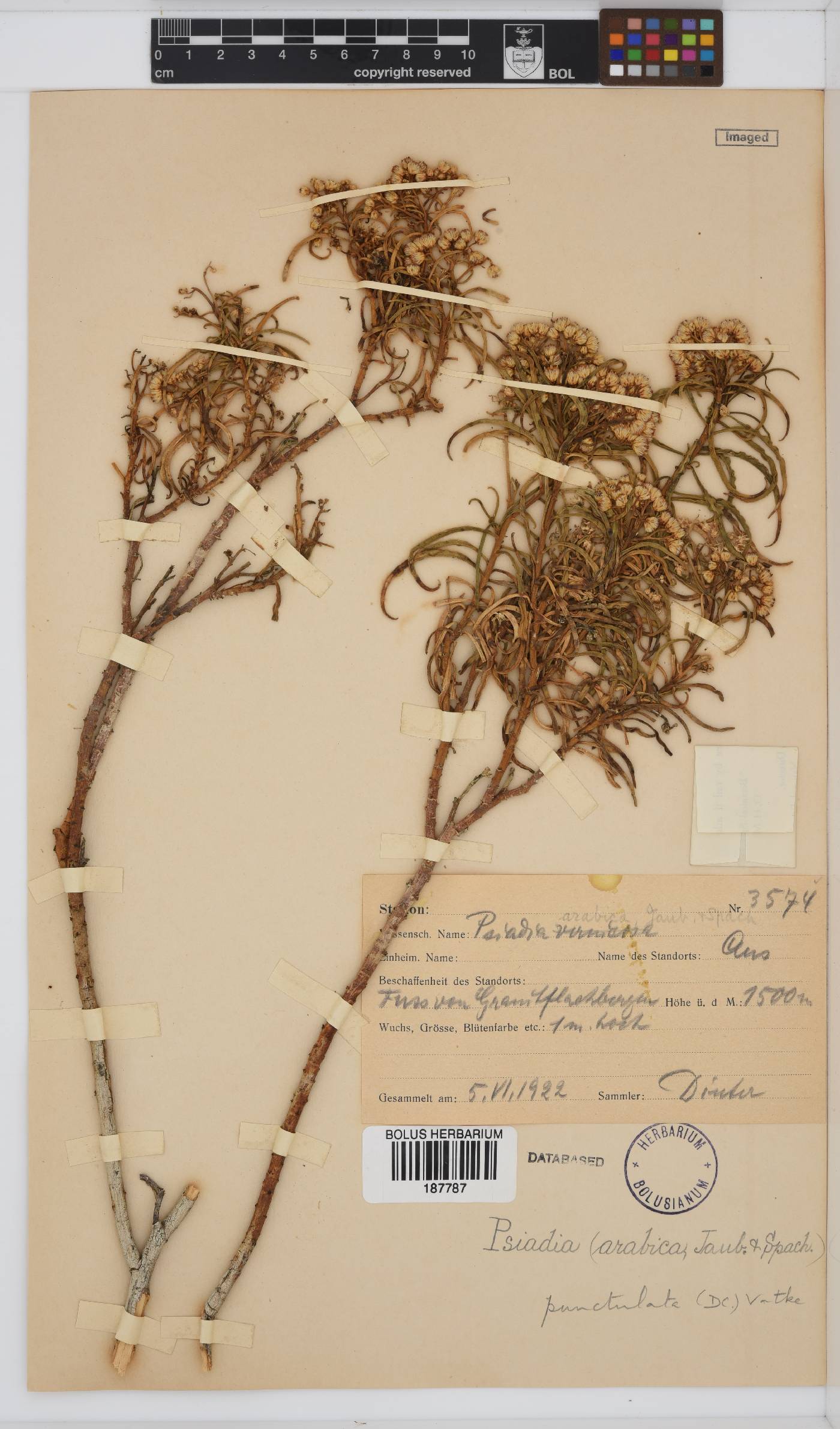 Psiadia punctulata image