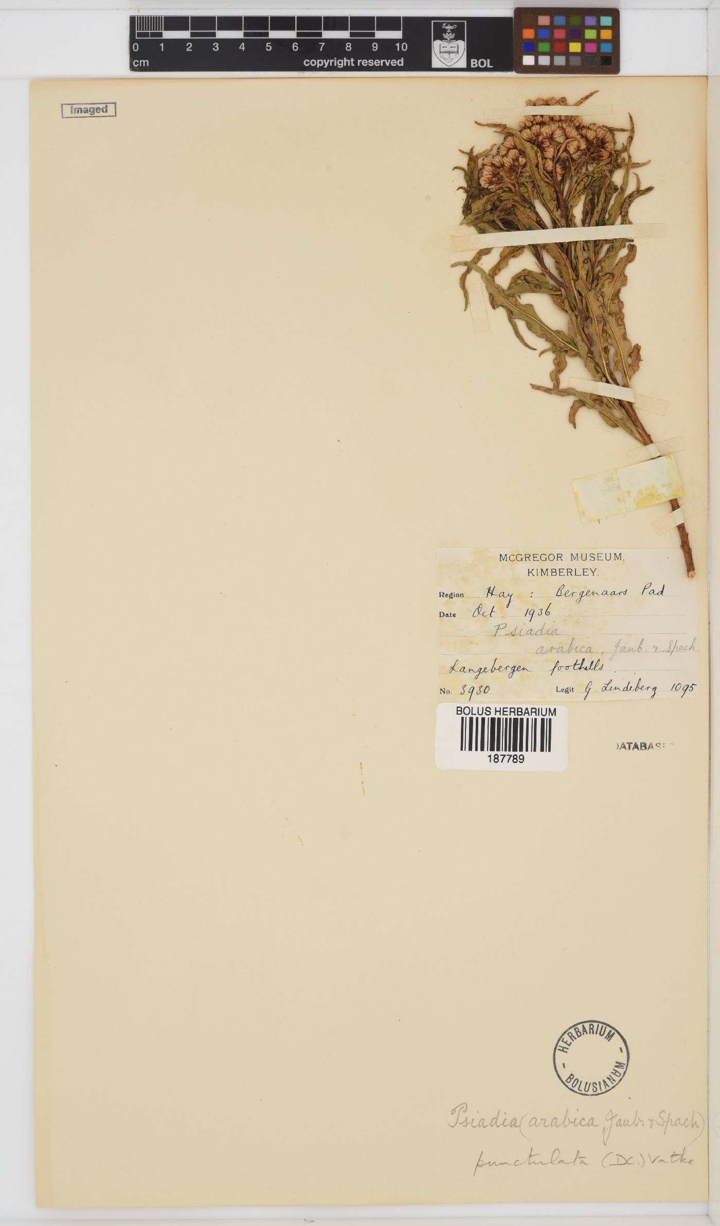 Psiadia punctulata image