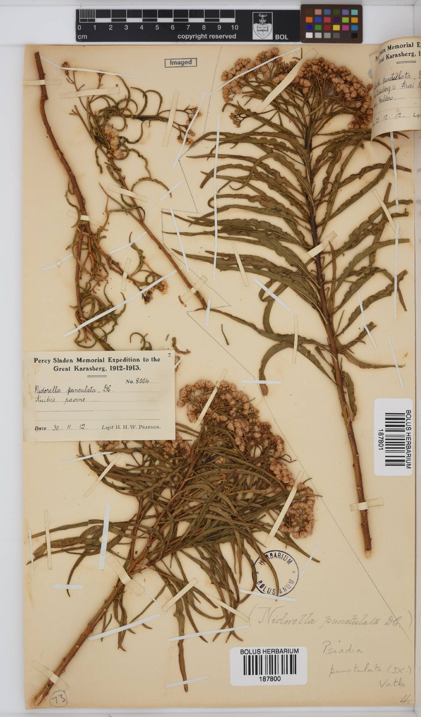 Psiadia punctulata image