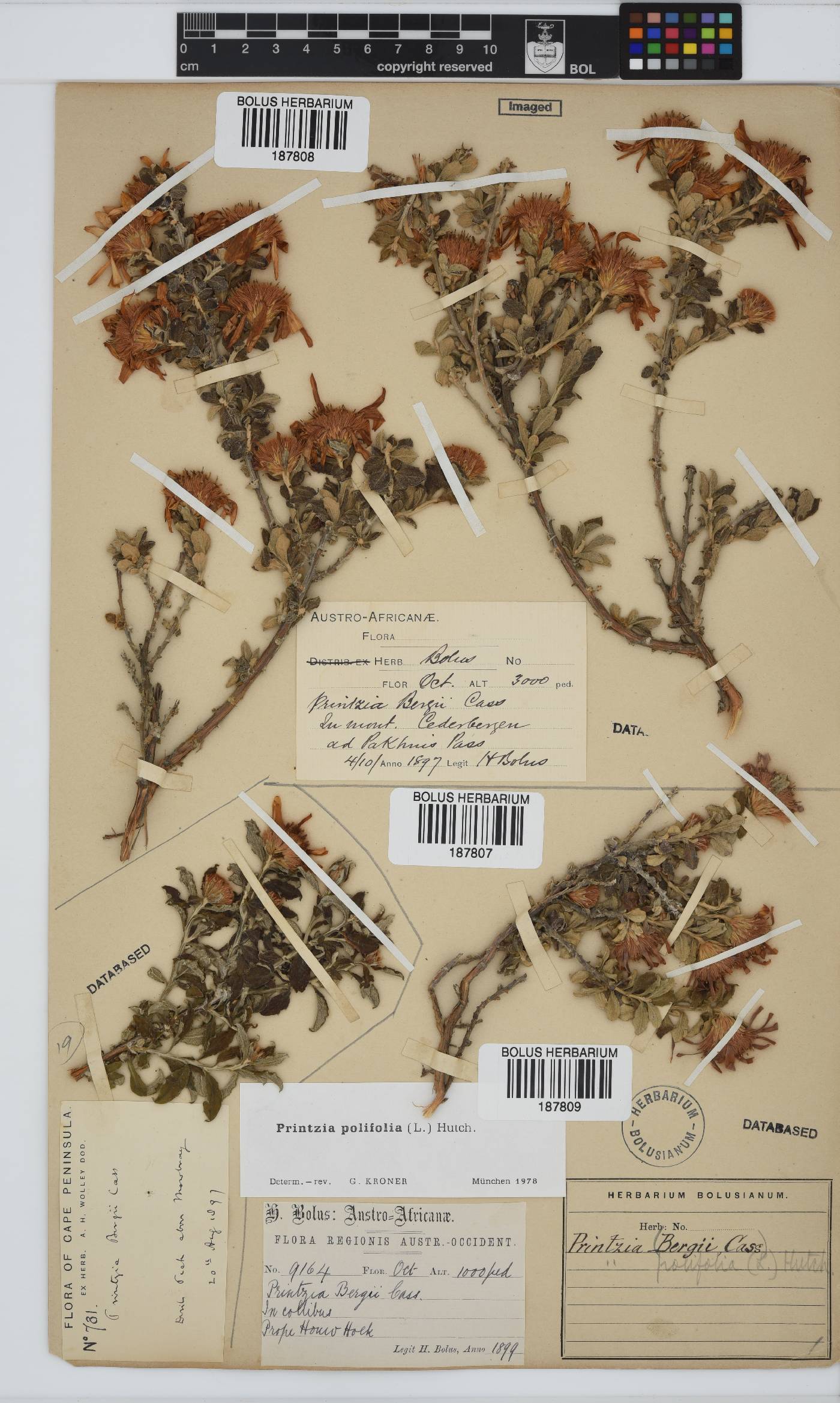 Printzia polifolia image