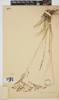 Eragrostis curvula image