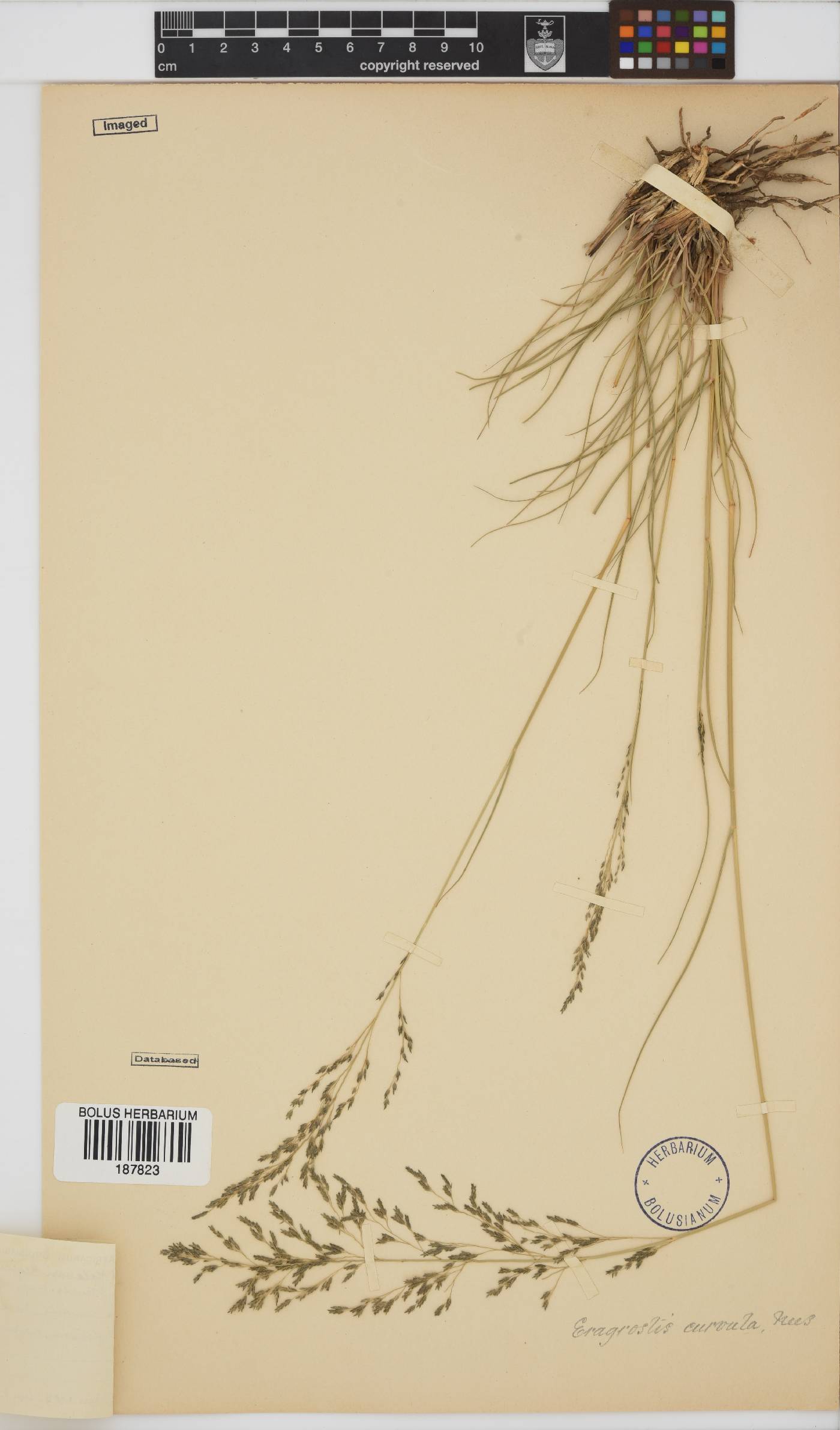 Eragrostis image