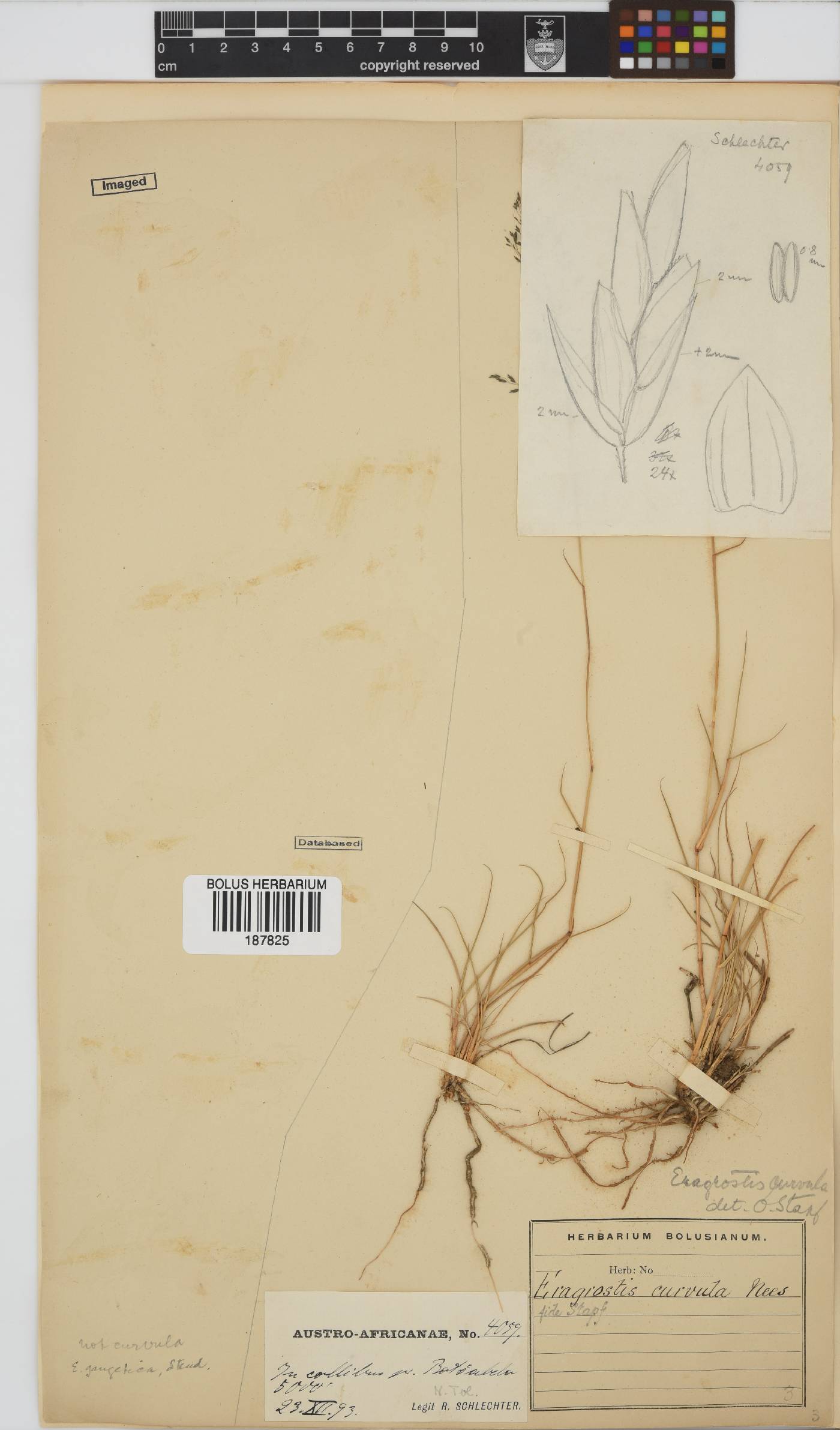 Eragrostis curvula image