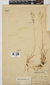 Eragrostis curvula image