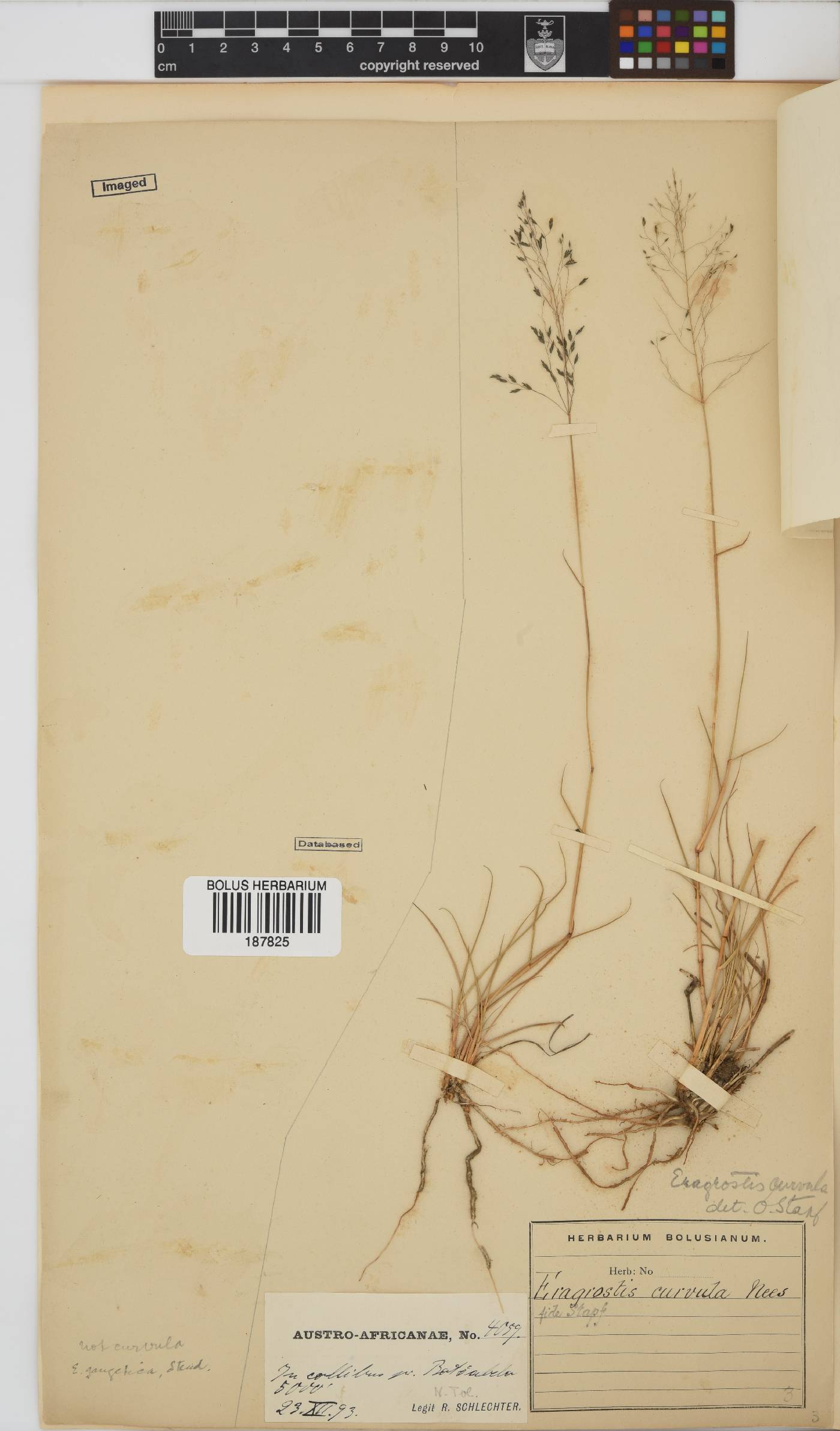 Eragrostis curvula image