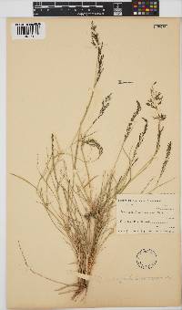 Eragrostis lehmanniana image