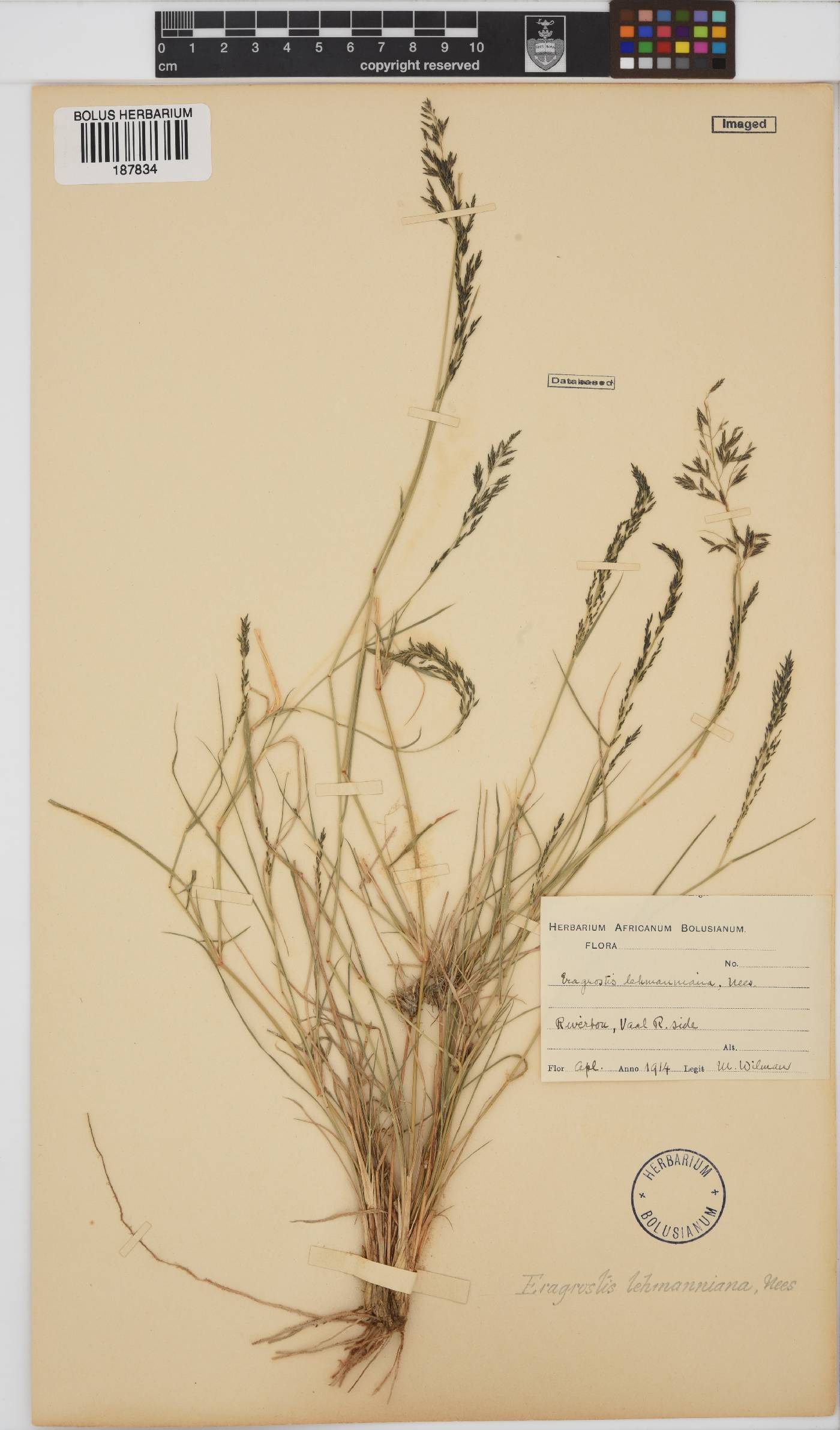 Eragrostis image