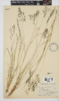 Eragrostis lehmanniana image