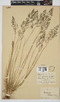 Eragrostis lehmanniana image