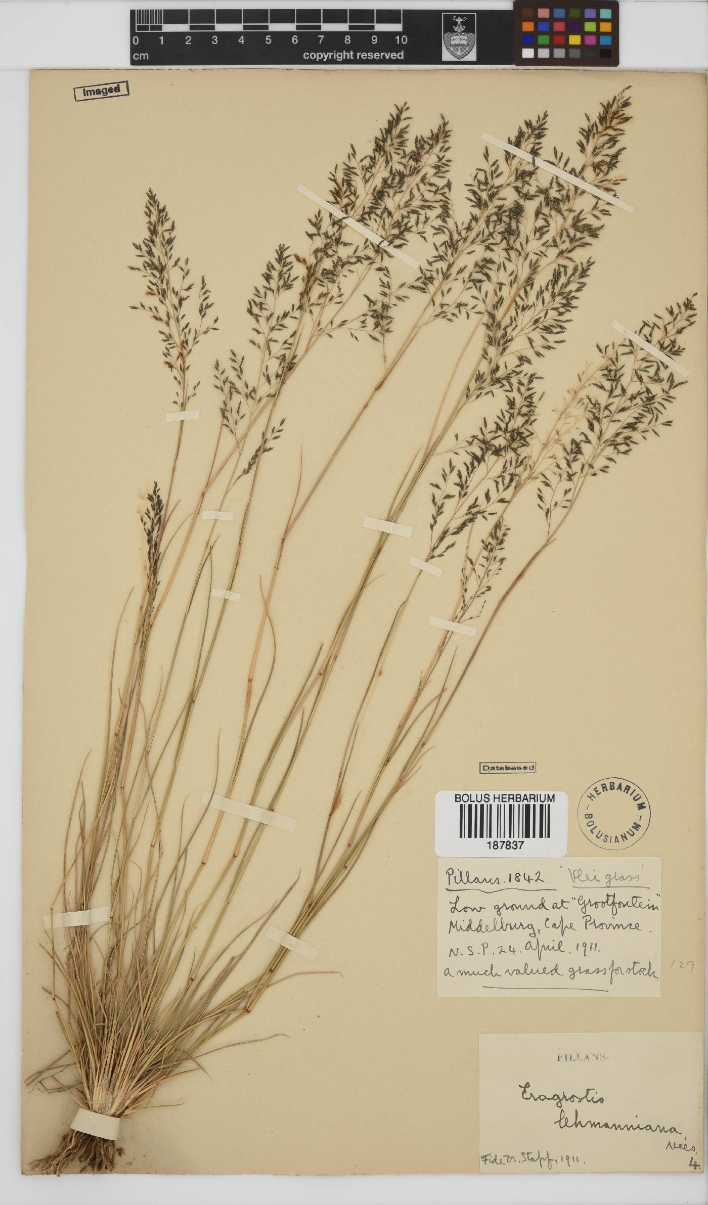 Eragrostis lehmanniana image