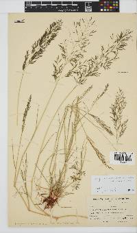 Eragrostis lehmanniana image