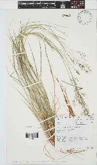 Eragrostis lehmanniana image