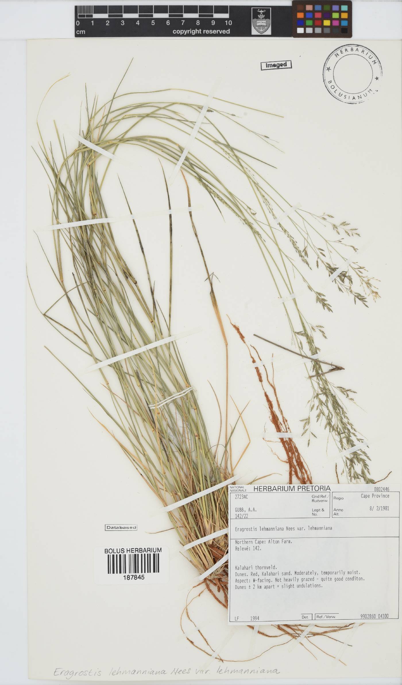 Eragrostis image