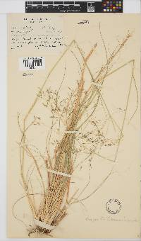 Eragrostis lehmanniana image