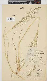 Eragrostis lehmanniana image