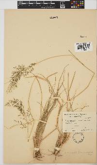 Eragrostis lehmanniana image