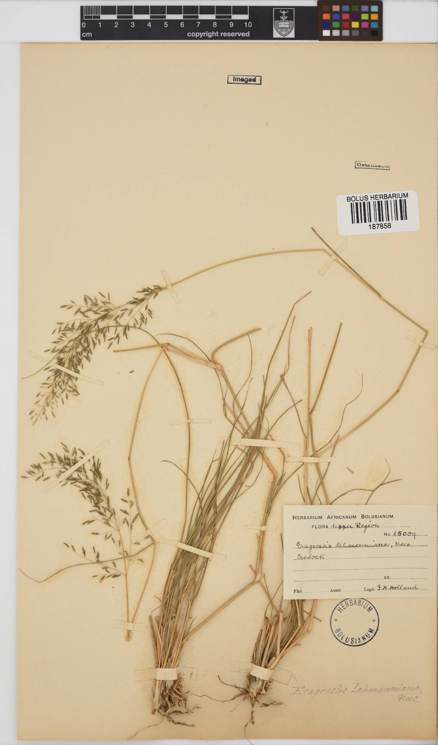 Eragrostis lehmanniana image