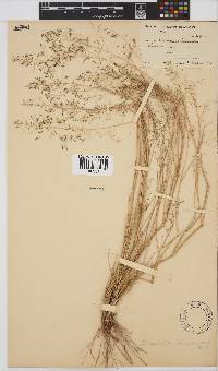 Eragrostis lehmanniana image