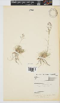 Eragrostis lehmanniana image