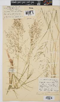 Eragrostis lehmanniana image