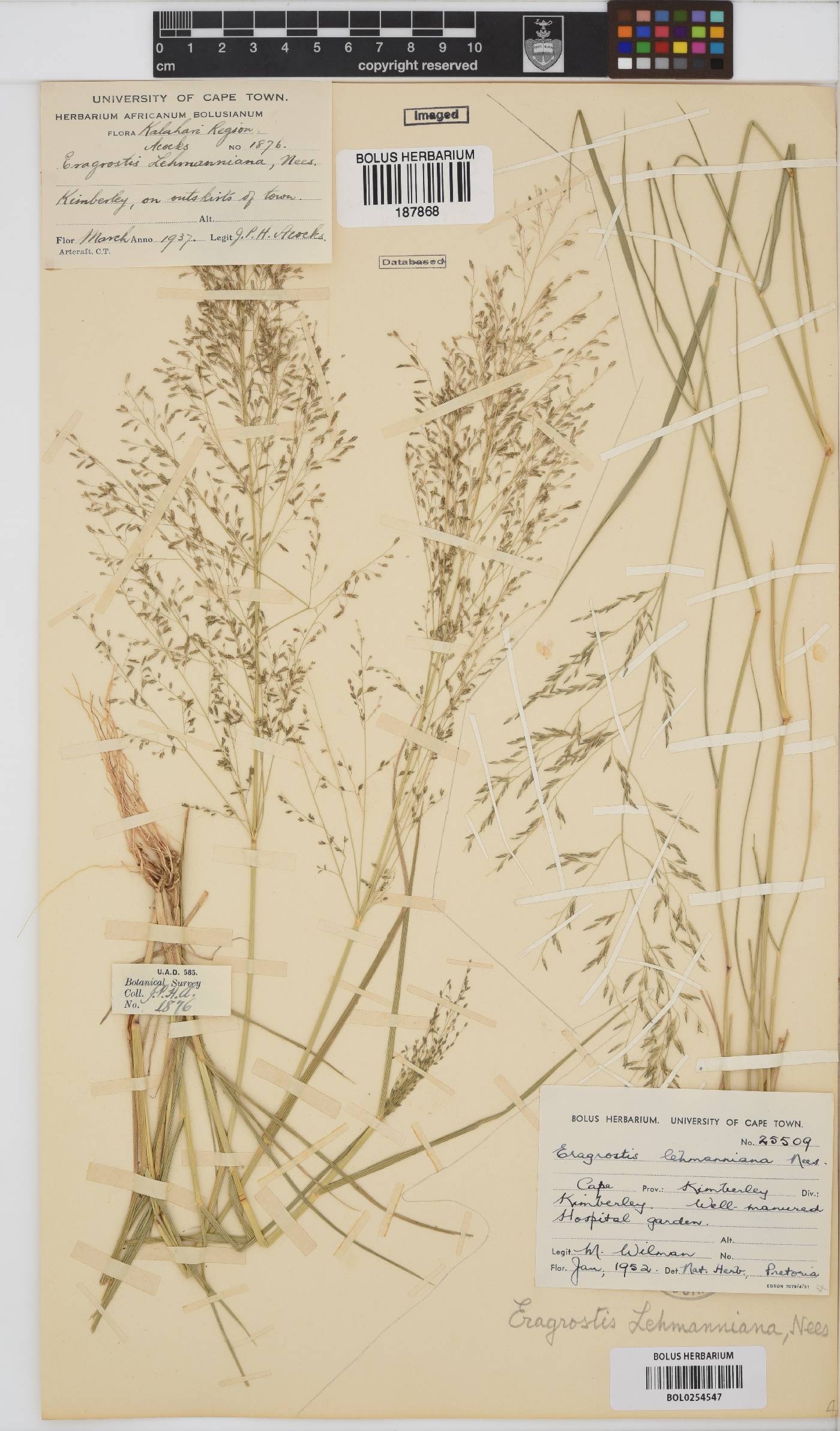 Eragrostis lehmanniana image