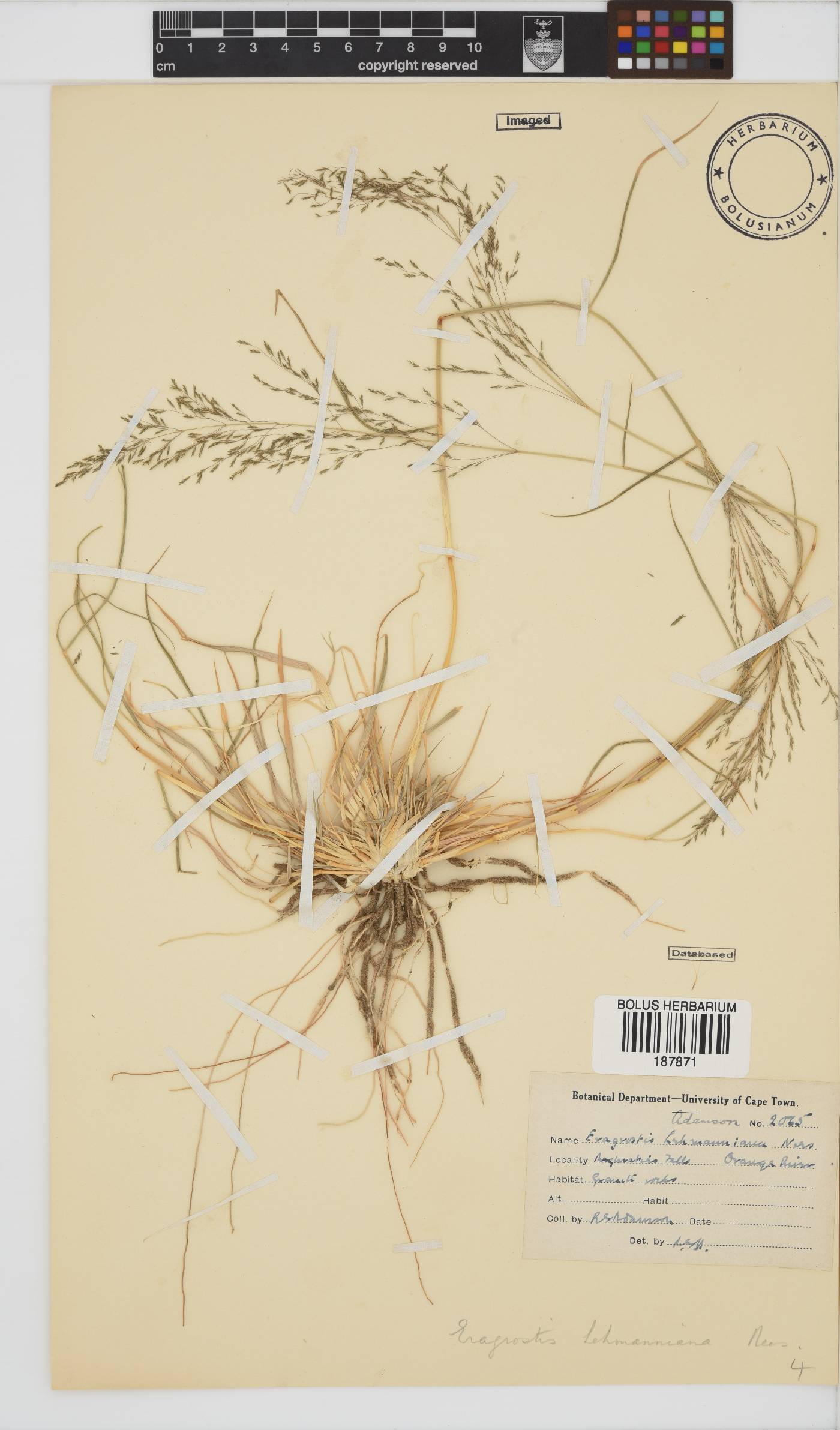 Eragrostis lehmanniana image