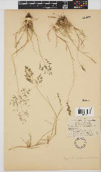 Eragrostis lehmanniana image