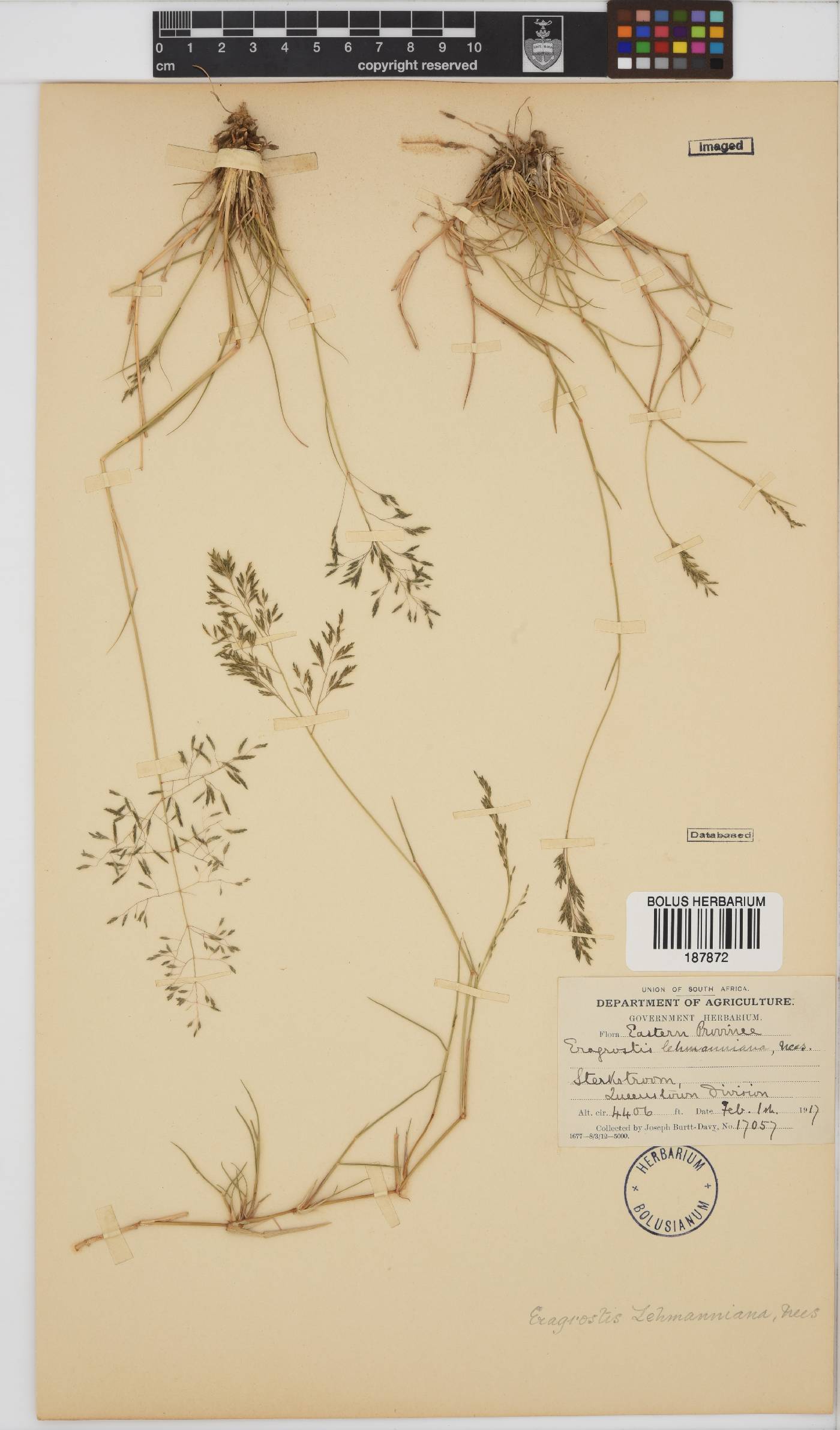Eragrostis lehmanniana image