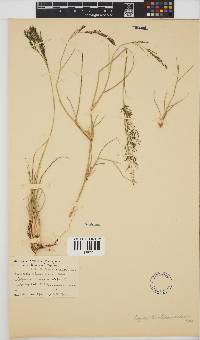 Eragrostis lehmanniana image