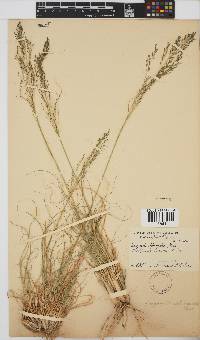 Eragrostis chloromelas image