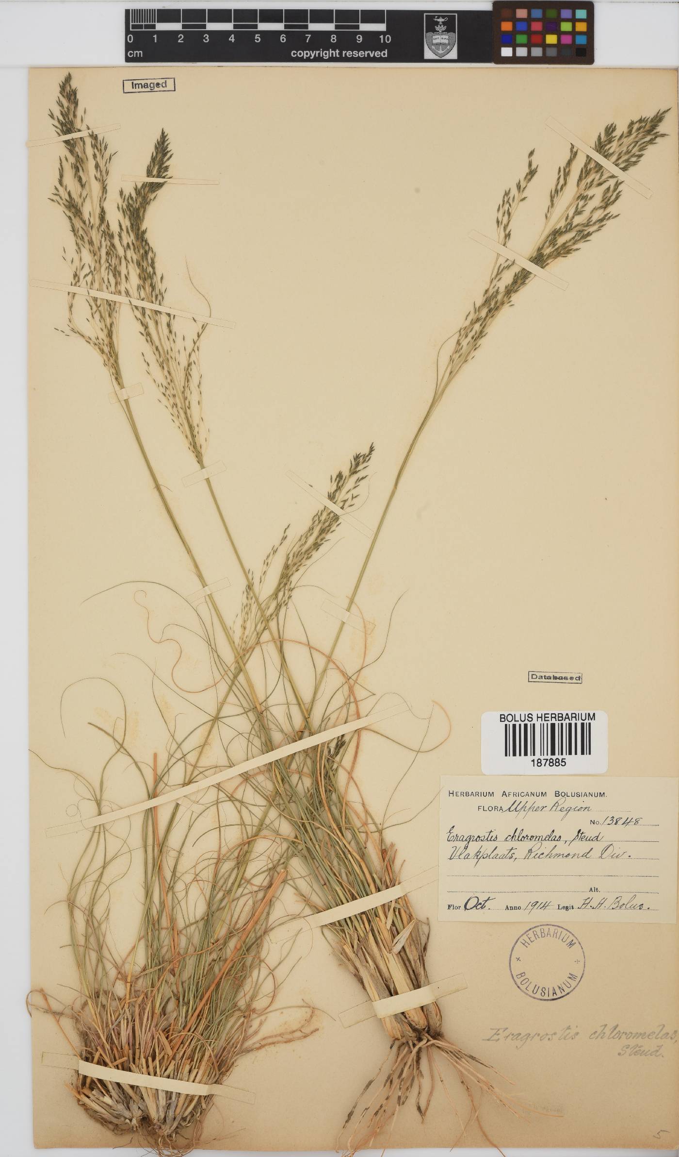 Eragrostis chloromelas image