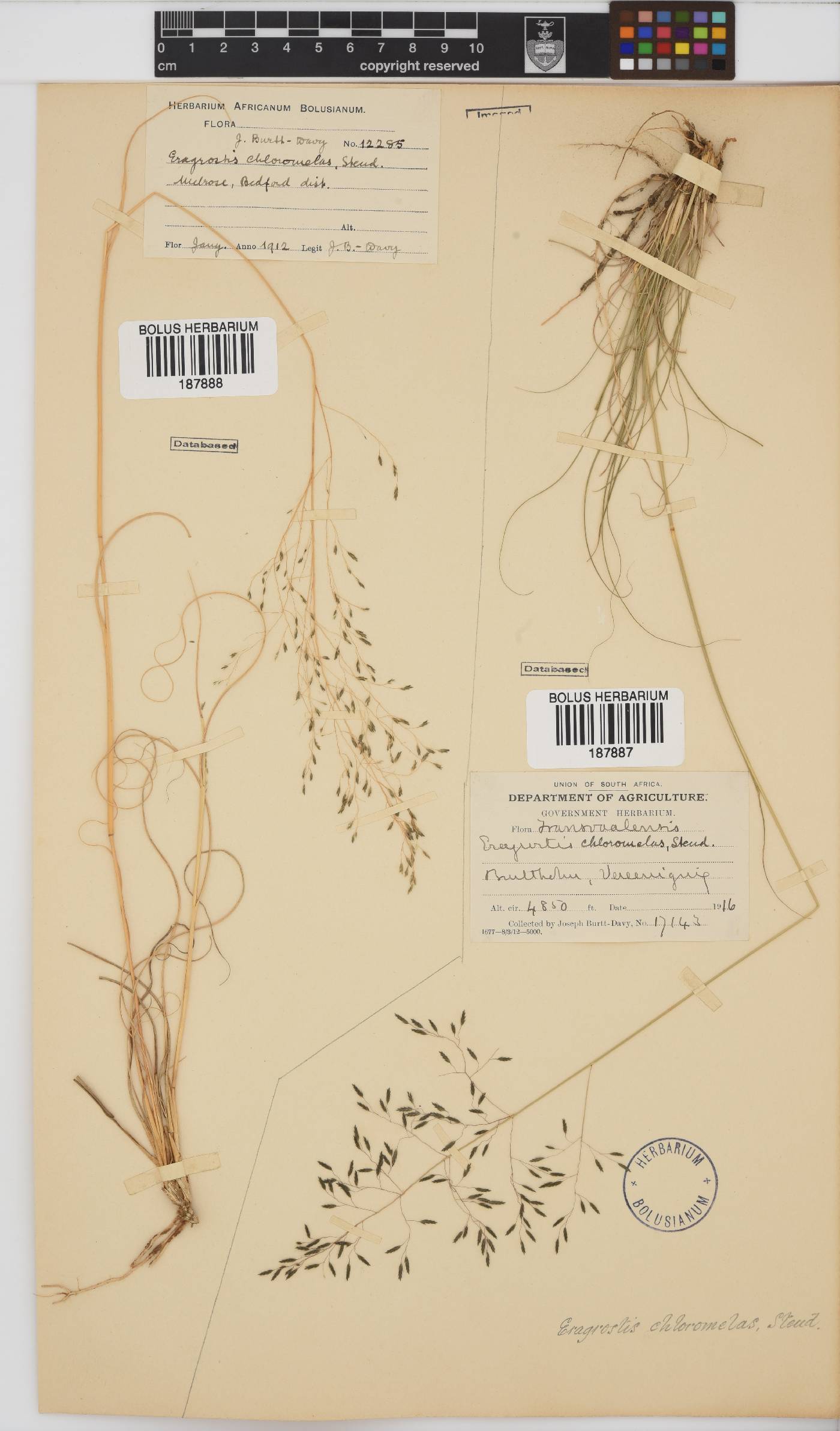 Eragrostis chloromelas image
