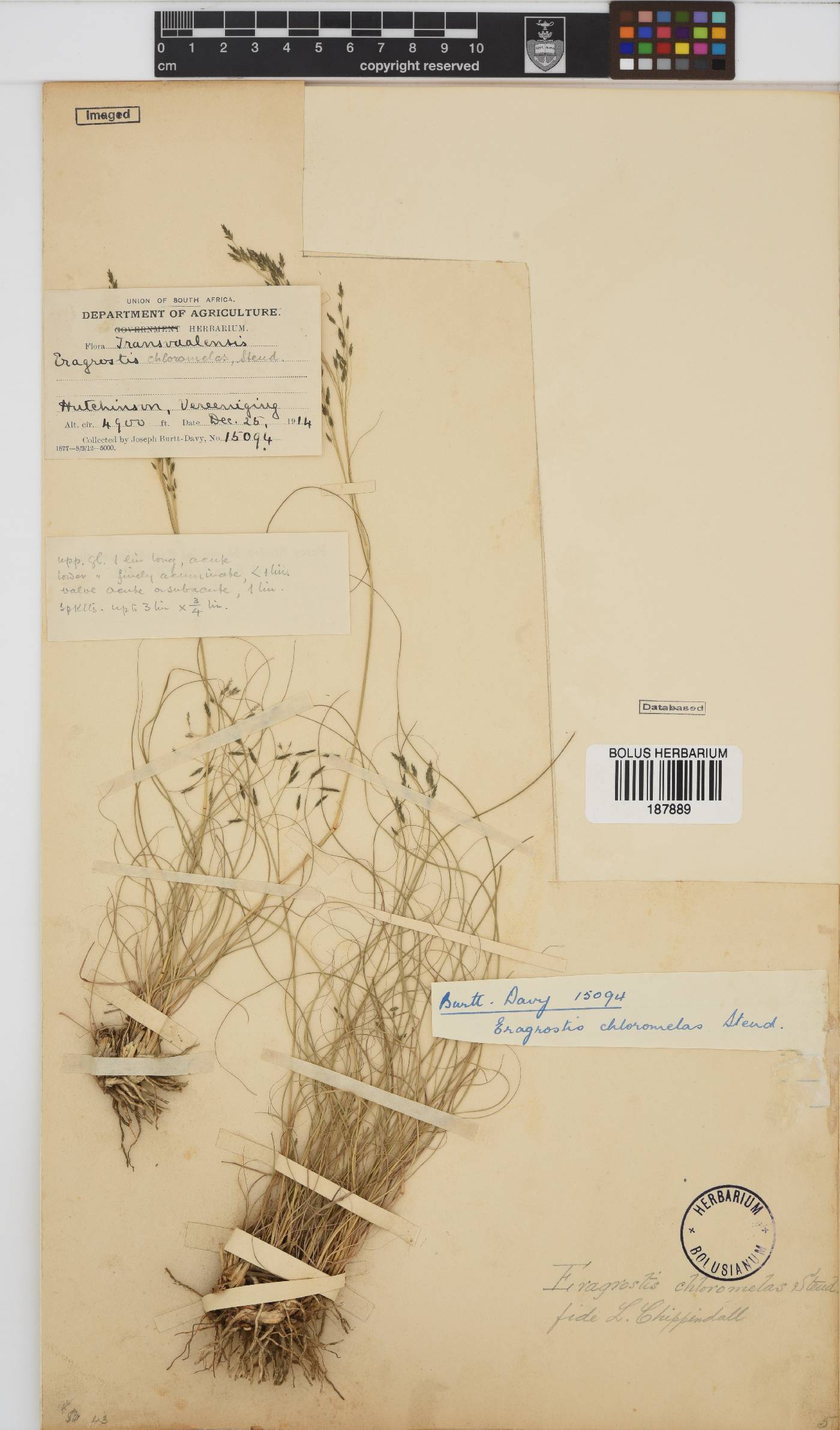 Eragrostis chloromelas image