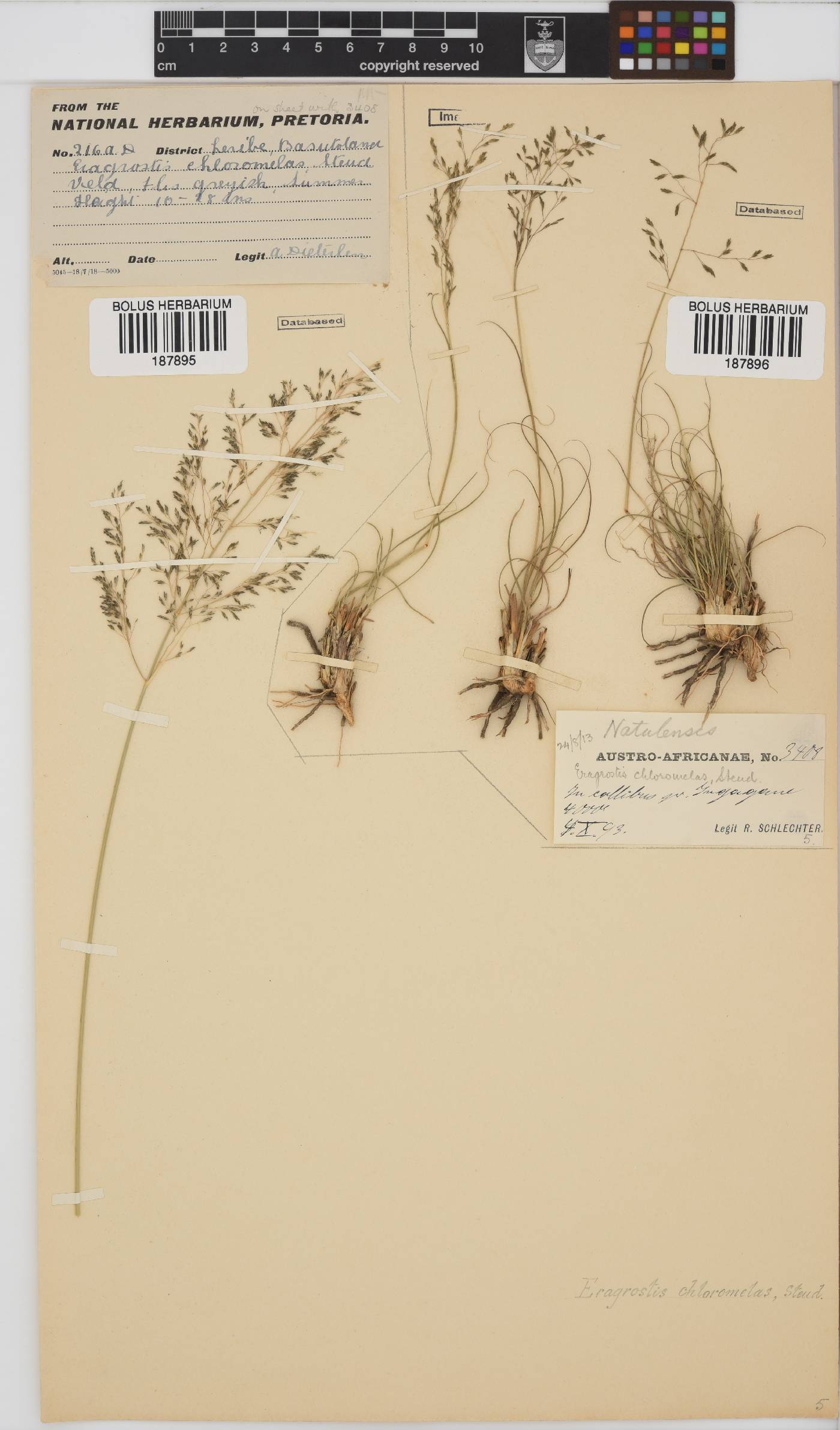 Eragrostis chloromelas image