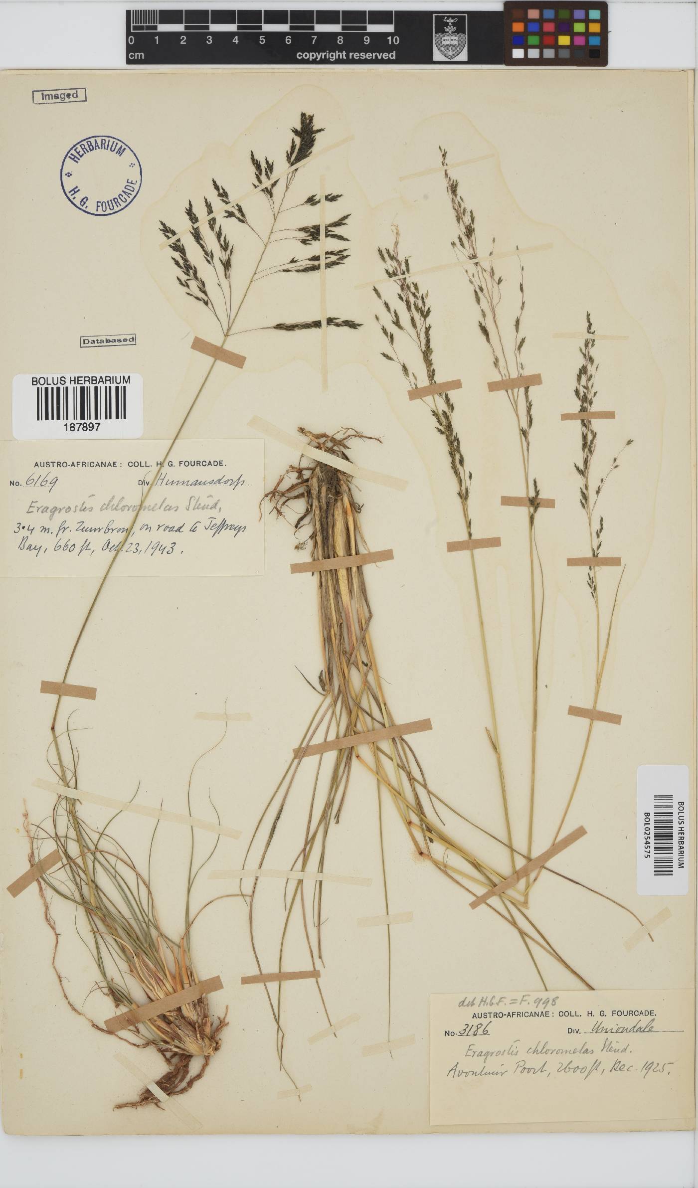 Eragrostis image