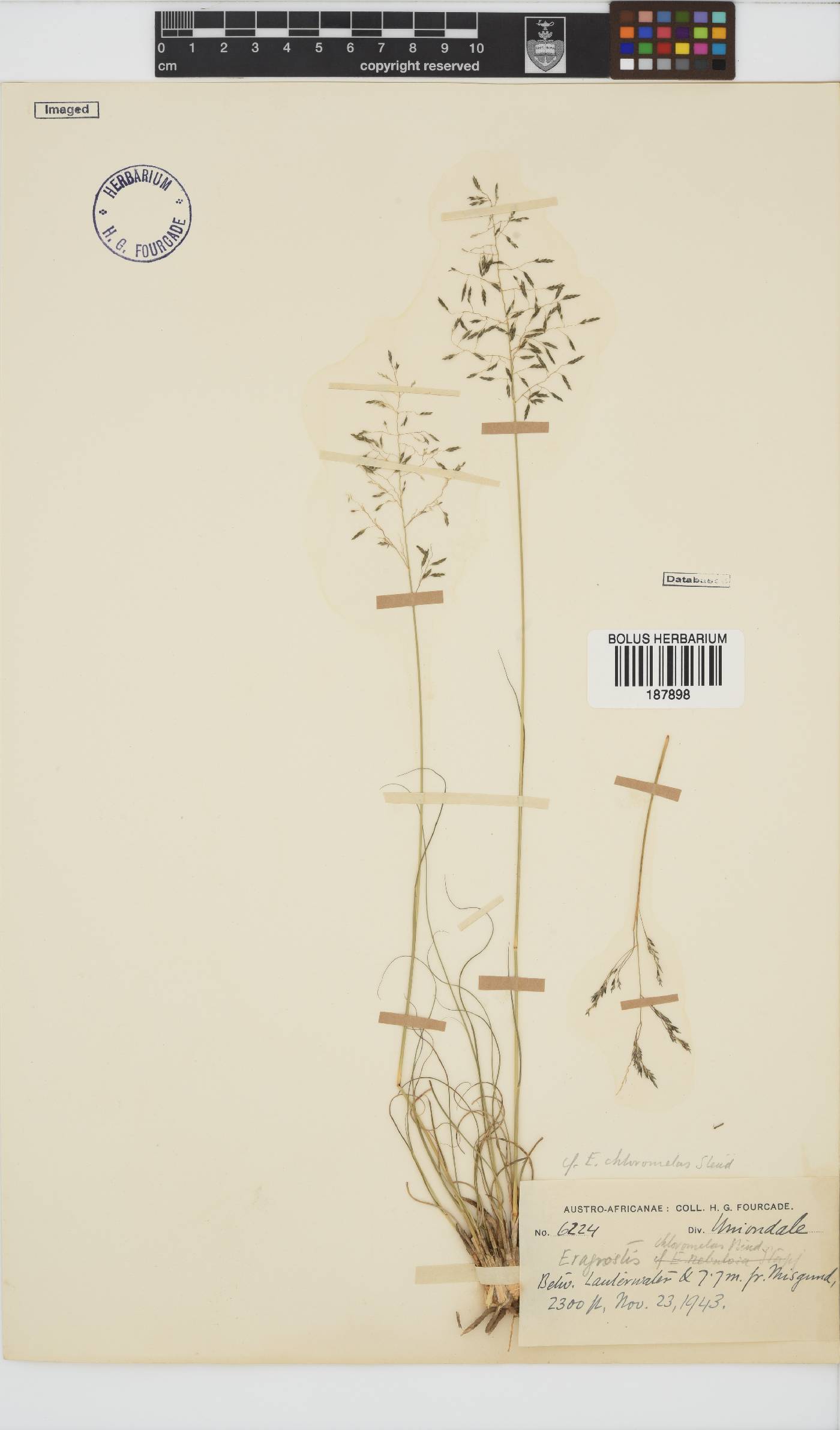 Eragrostis chloromelas image